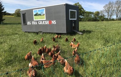 Fritgående Høns på græs - biodynamisk